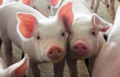 Chăn nuôi an toàn, không dịch bệnh bằng phương pháp tự nhiên đến từ Nhật Bản